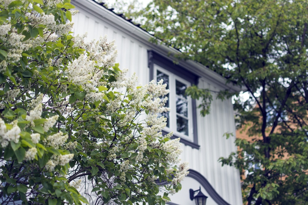 Foto von weißen Blumen neben weißem und blauem Haus