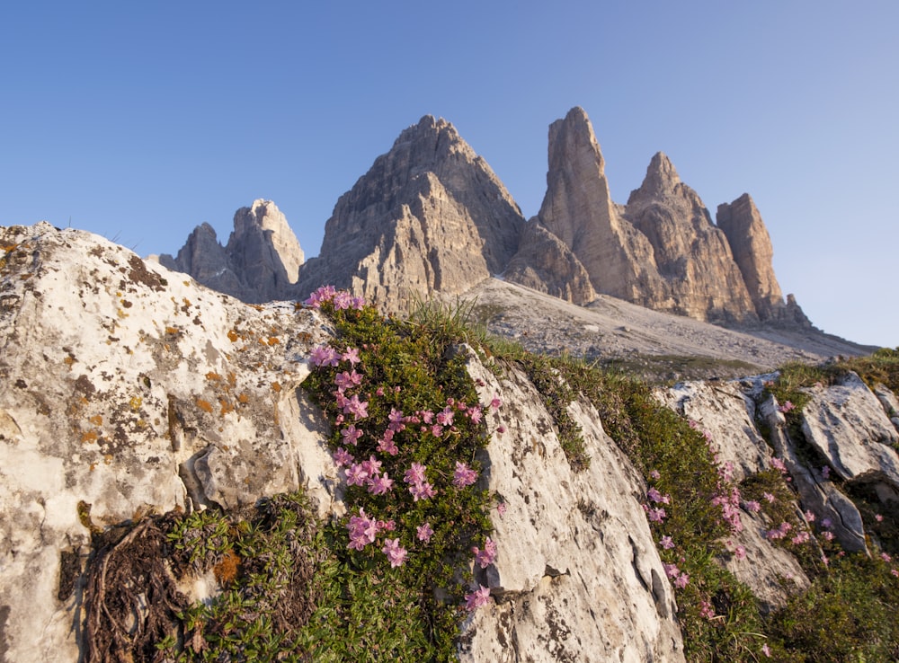 flores rosadas en la fotografía de paisaje del acantilado de roca marrón