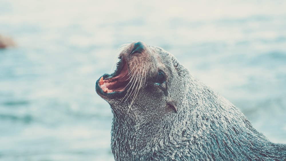 gray sea lion on body of water