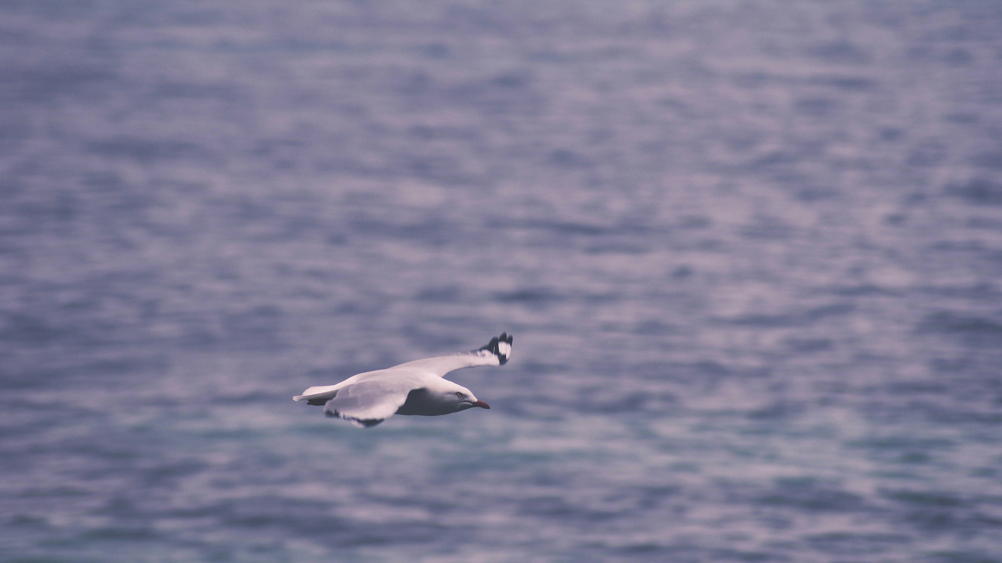 white seagull mid-flight above water duringday