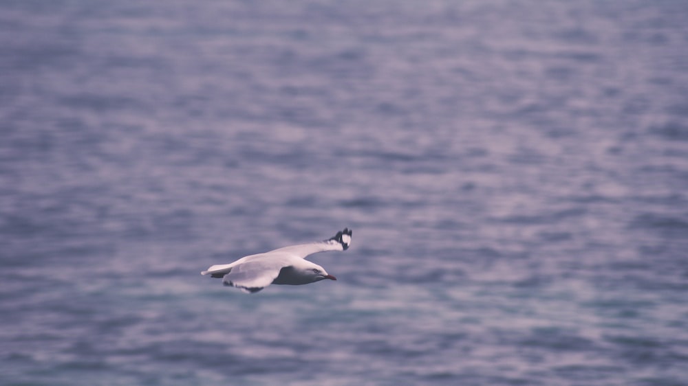 white seagull mid-flight above water duringday