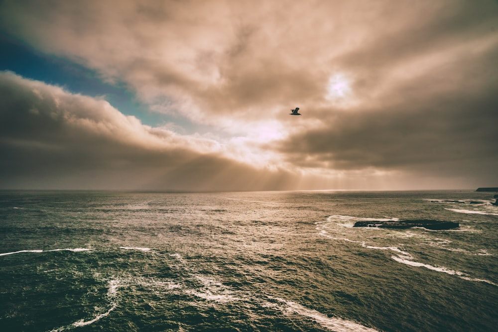 photo of bird flying above the water under gray sky