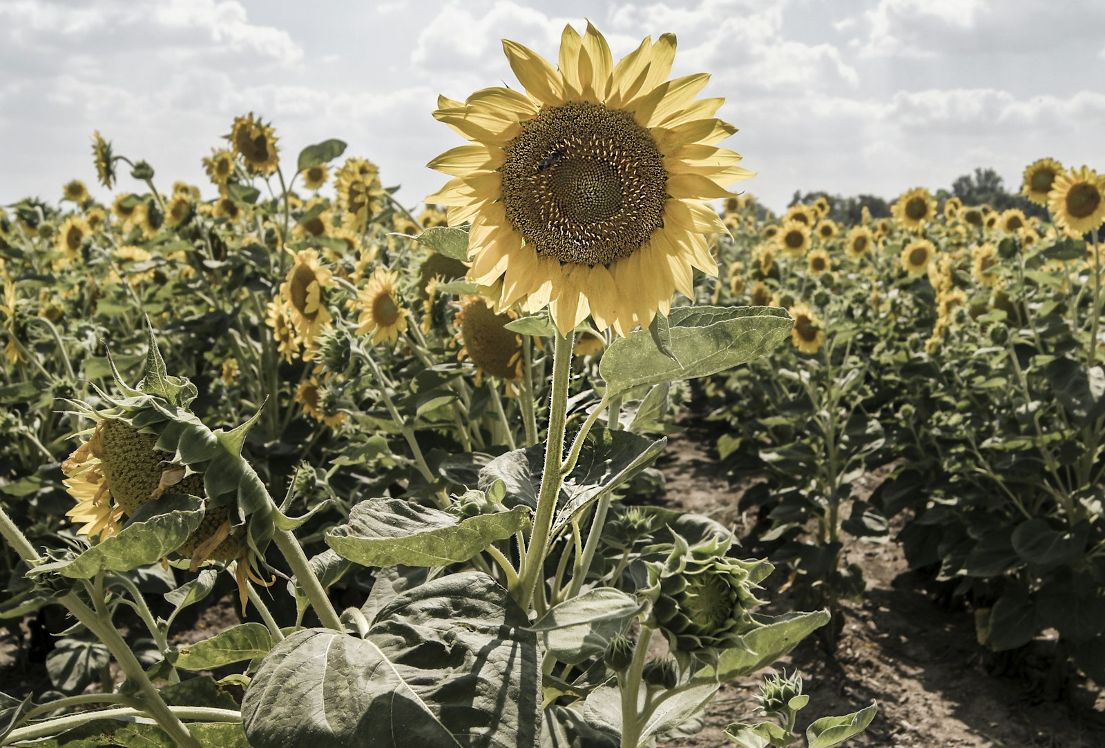 Sony SLT-A33 sample photo. Yellow sunflowers photography