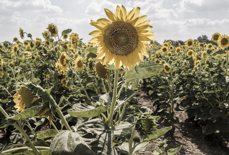 Sunflowers