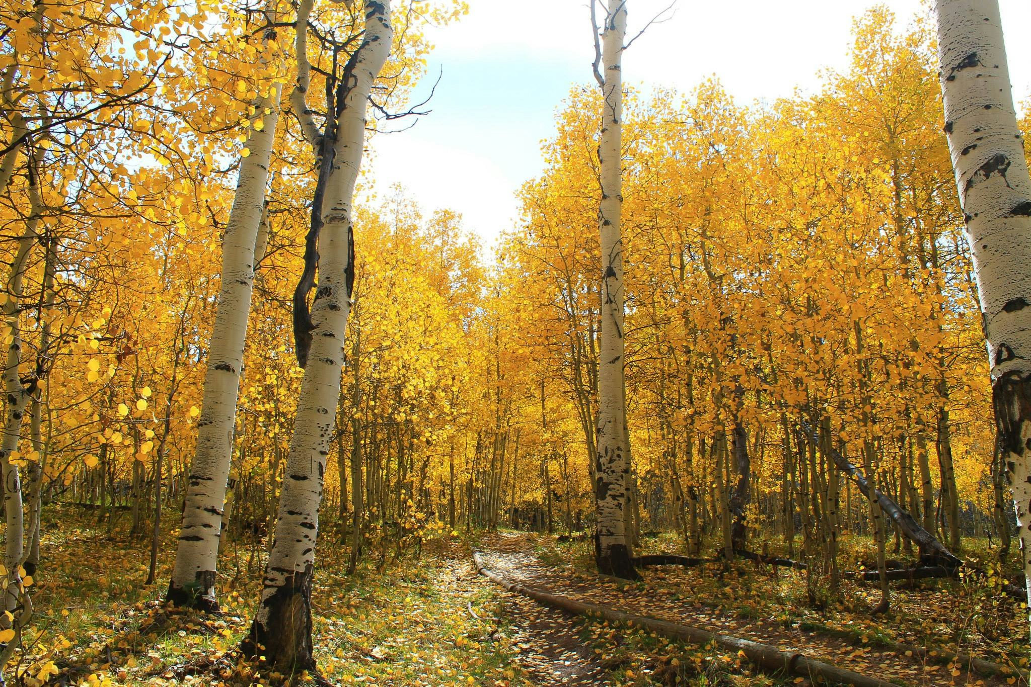 road between yellow leaves tree during daytime