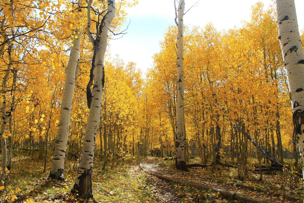 road between yellow leaves tree during daytime