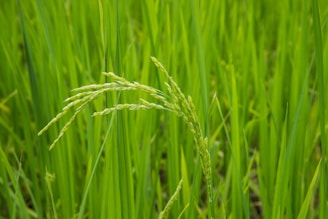 Close-up of green rice plants with developing rice grains. The vibrant green leaves sway, capturing the essence of a lush rice field.