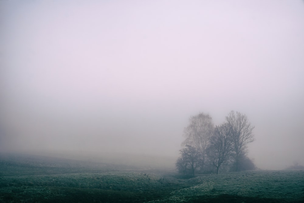 tree on green grass field during foggy daytime