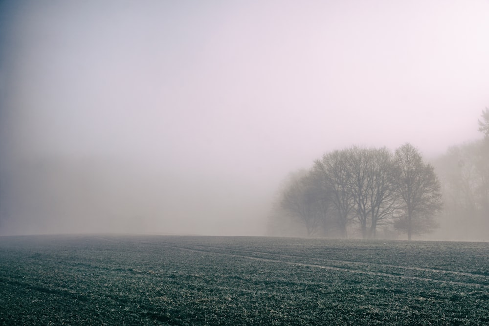 green grass covered with fog