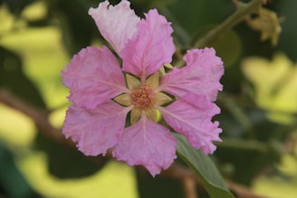 A vivid pink flower with ruffled petals is prominently displayed against a backdrop of green leaves. The flower's center features a small cluster of yellow stamens, adding contrast to the vibrant pink petals.