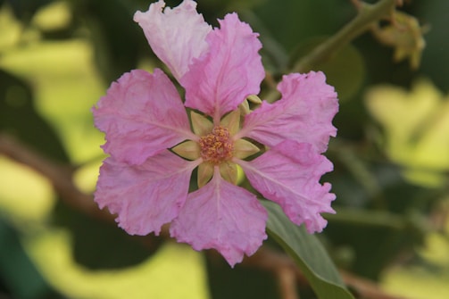 A vivid pink flower with ruffled petals is prominently displayed against a backdrop of green leaves. The flower's center features a small cluster of yellow stamens, adding contrast to the vibrant pink petals.