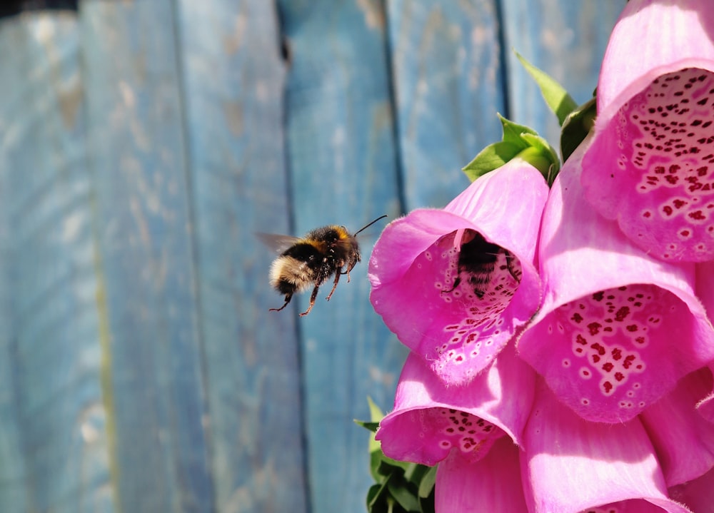 abelha marrom e preta voando sobre a flor rosa