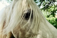 Close-up of a horse’s gentle eyes framed by the soft forest light.
