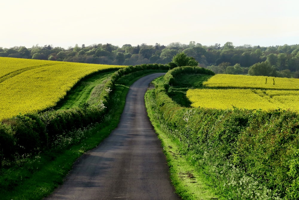 gray asphalt between green plants under clear blue sky during daytime