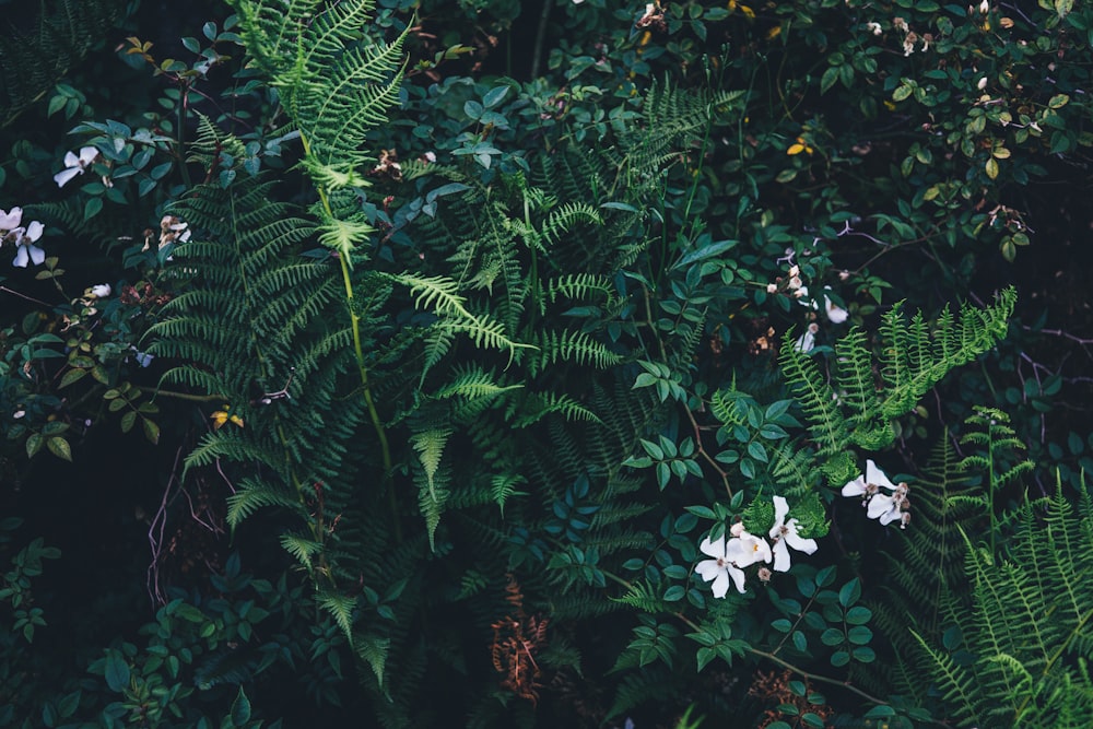 white petaled flower with green leafed plants