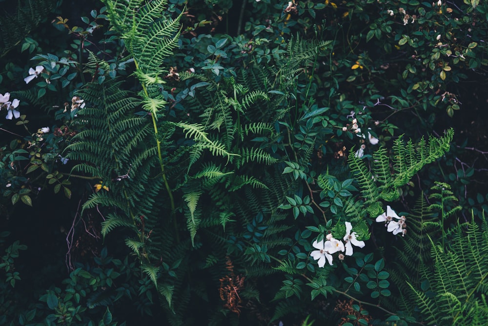 flor de pétalos blancos con plantas de hojas verdes