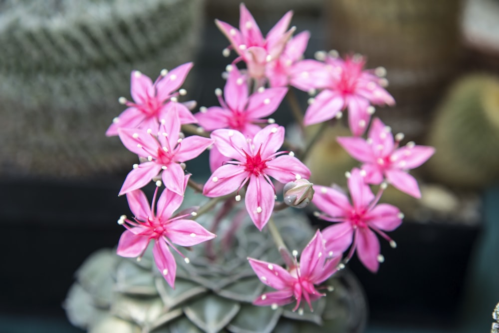 pink flowers in black pot