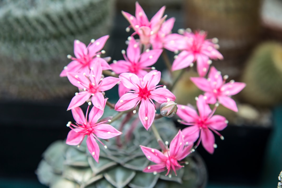 pink flowers in black pot