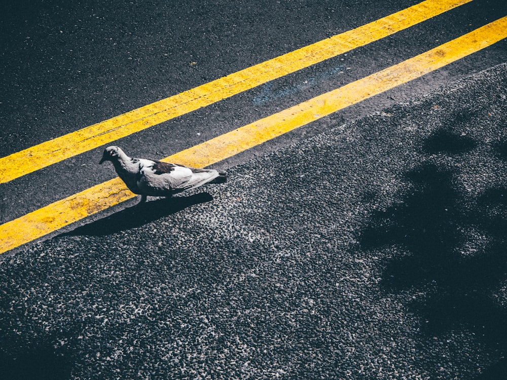 bird on asphalt road