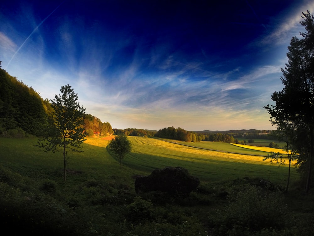 green grass lawn under blue sky