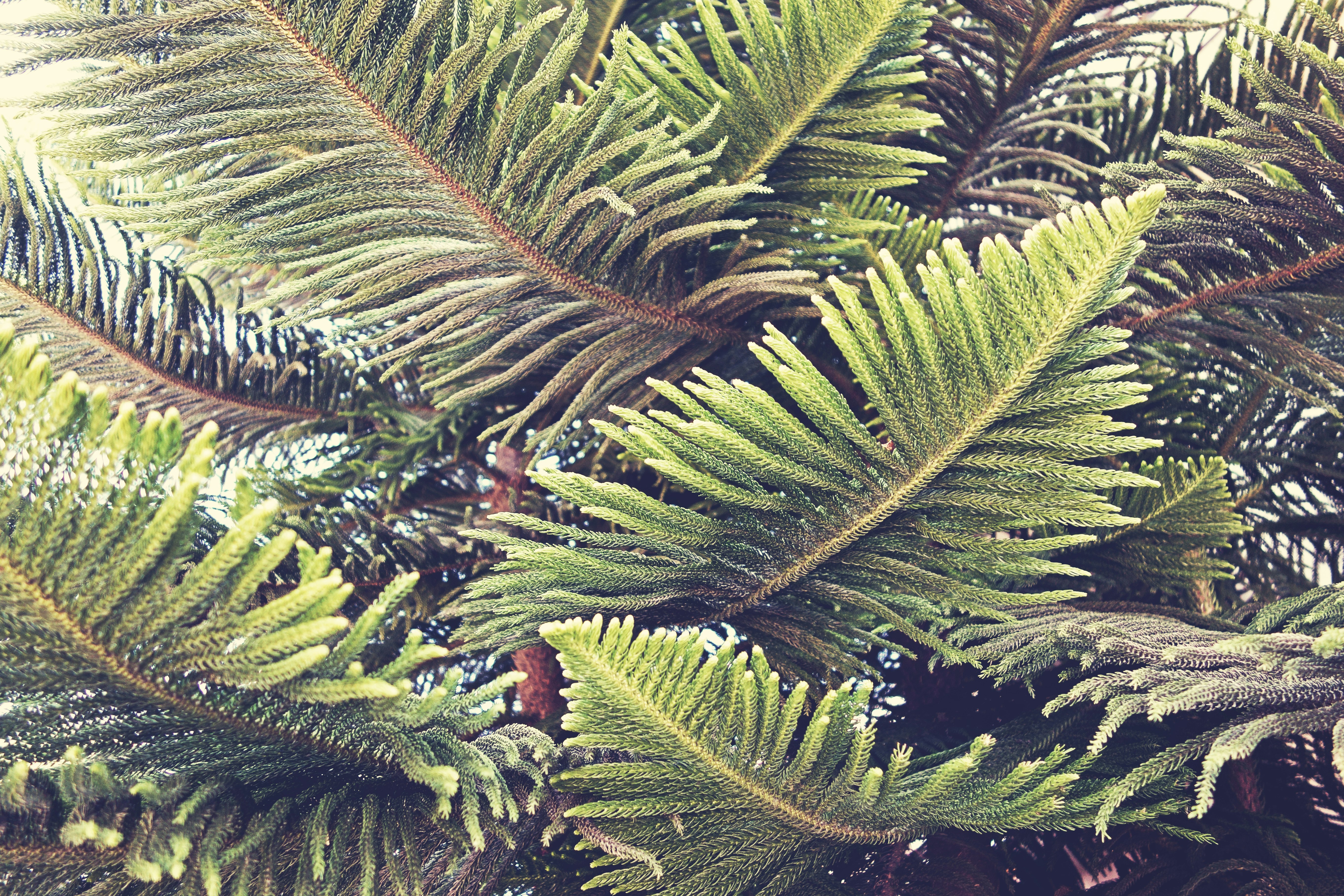 closeup photography of green pine tree