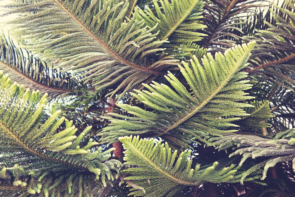 緑の松の木のクローズアップ写真
