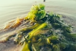 A close-up view of green seaweed lying on the sand of a beach, with gentle waves of water partially covering it. The texture of the seaweed is glossy and varied in shades of green, while the sand appears wet and smooth.