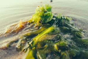 A close-up view of green seaweed lying on the sand of a beach, with gentle waves of water partially covering it. The texture of the seaweed is glossy and varied in shades of green, while the sand appears wet and smooth.