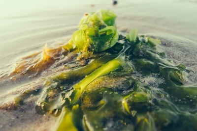 A close-up view of green seaweed lying on the sand of a beach, with gentle waves of water partially covering it. The texture of the seaweed is glossy and varied in shades of green, while the sand appears wet and smooth.