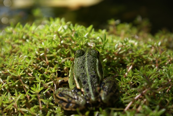 A frog mid-leap across a sparkling stream surrounded by lush foliage.