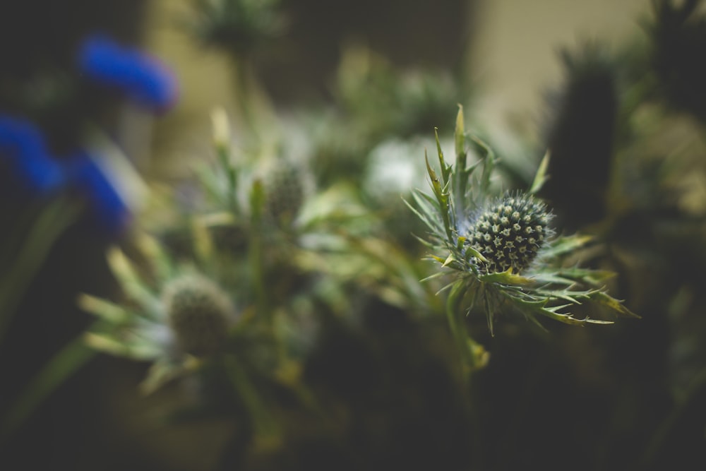 selective focus photo green leaf plant