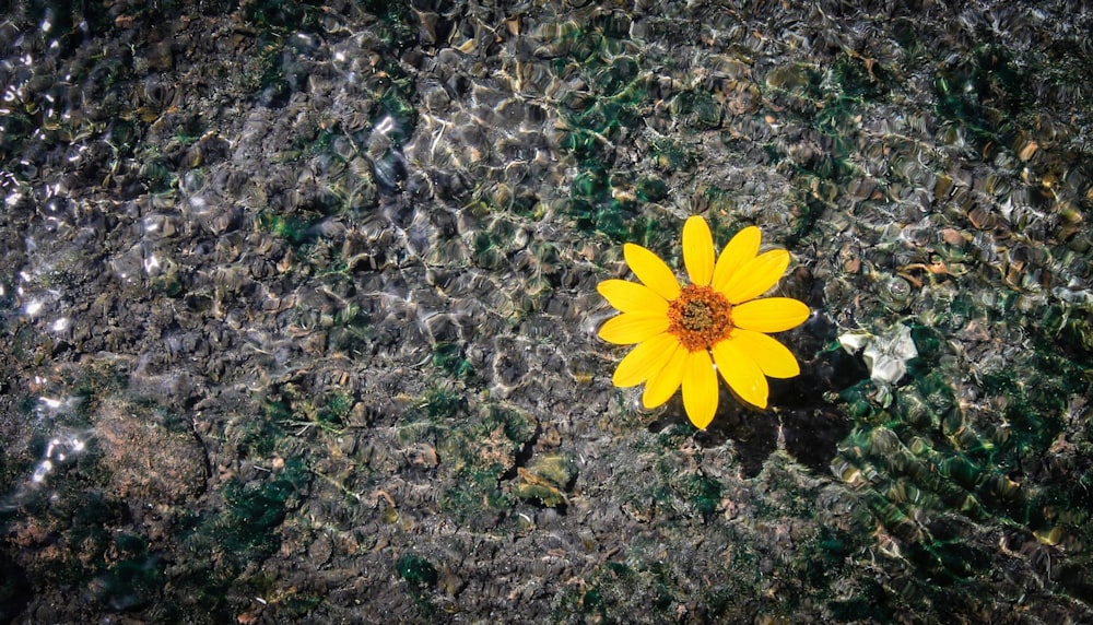 photo of yellow petaled flowers floating on body of water