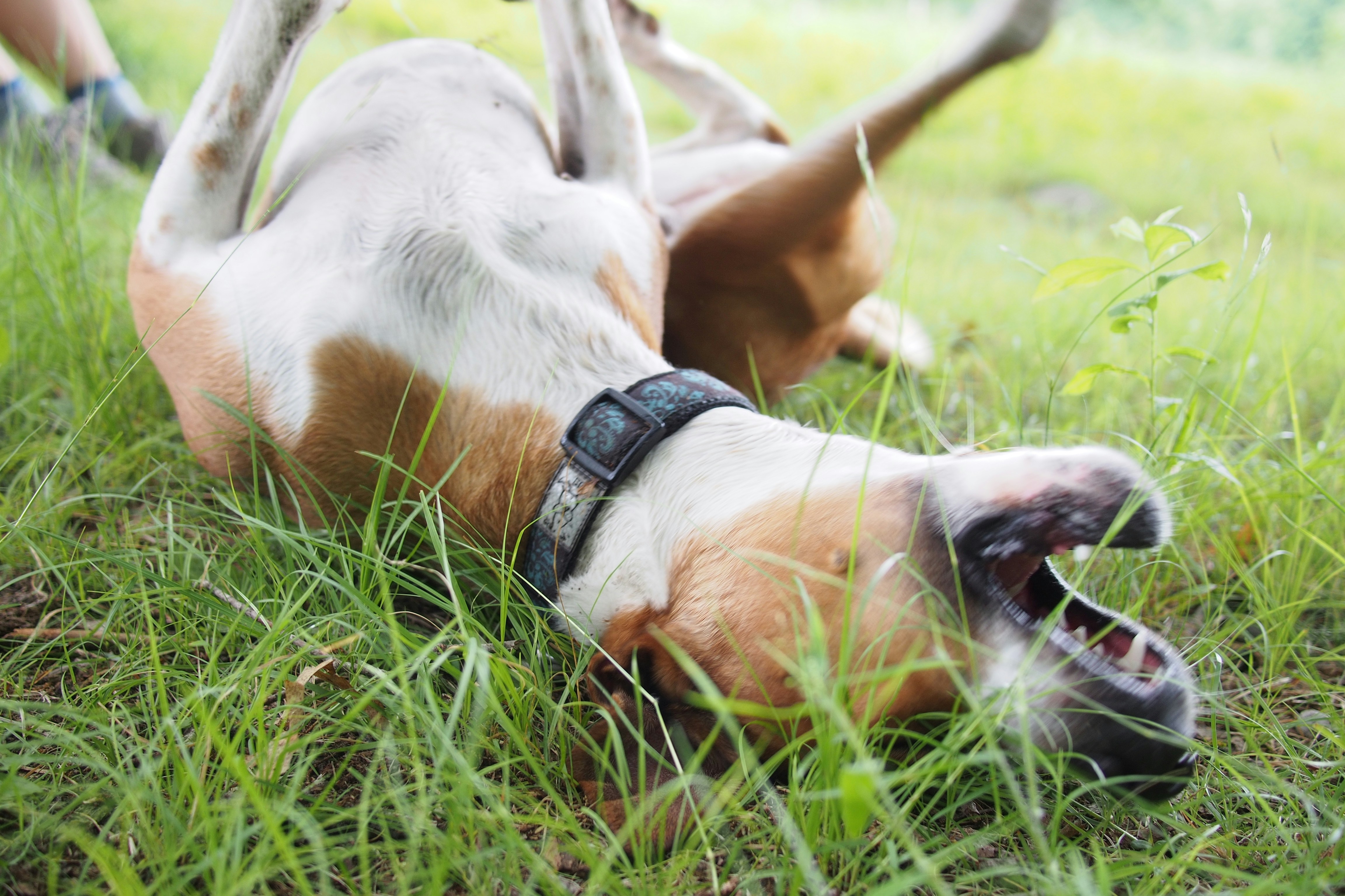 Free Unsplash photo from Taylor Davidson