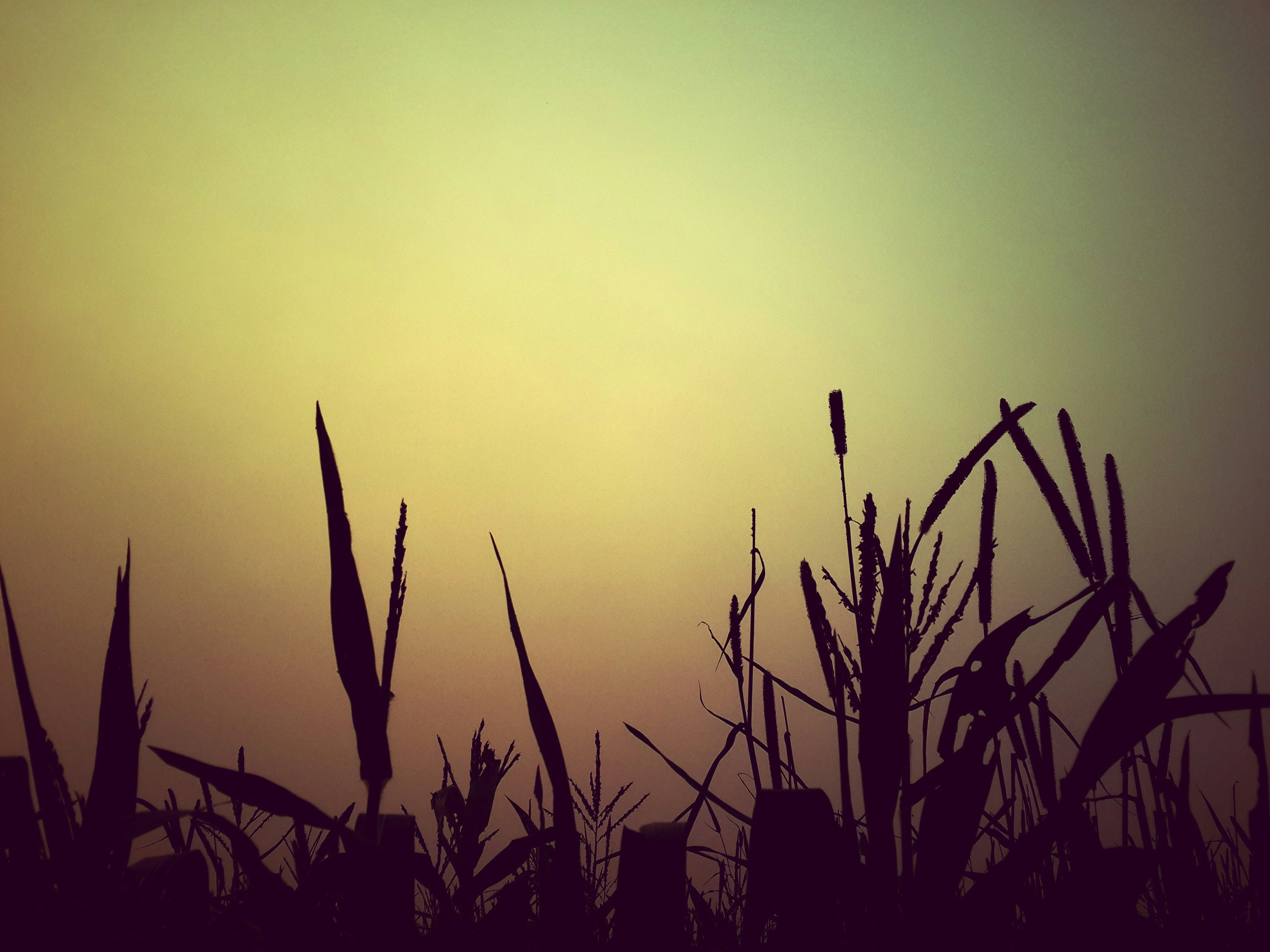 Free Unsplash photo from Dapinder