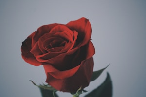 Rosa Encendida