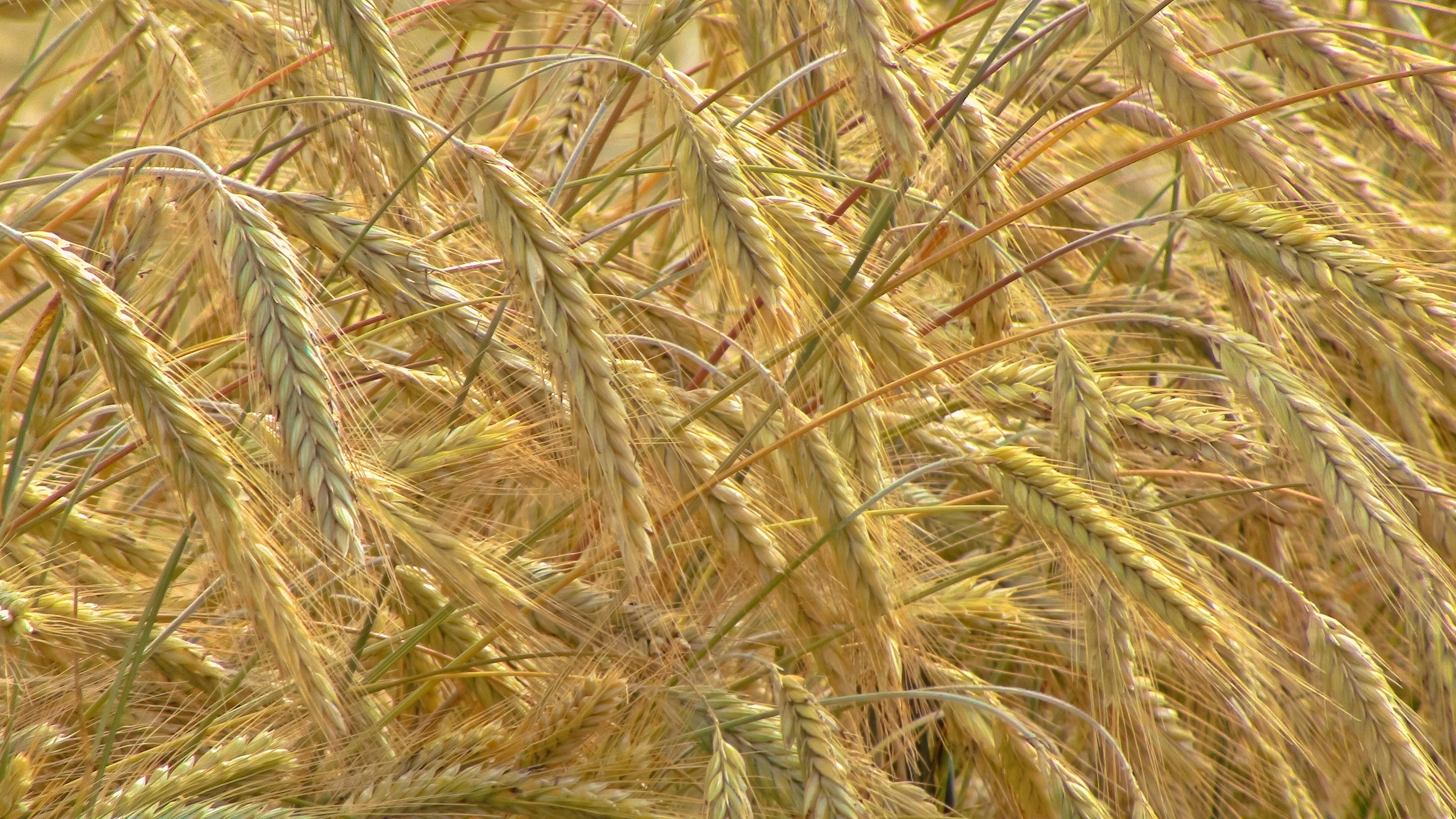 Free Unsplash photo from Elena Ilyinskaya