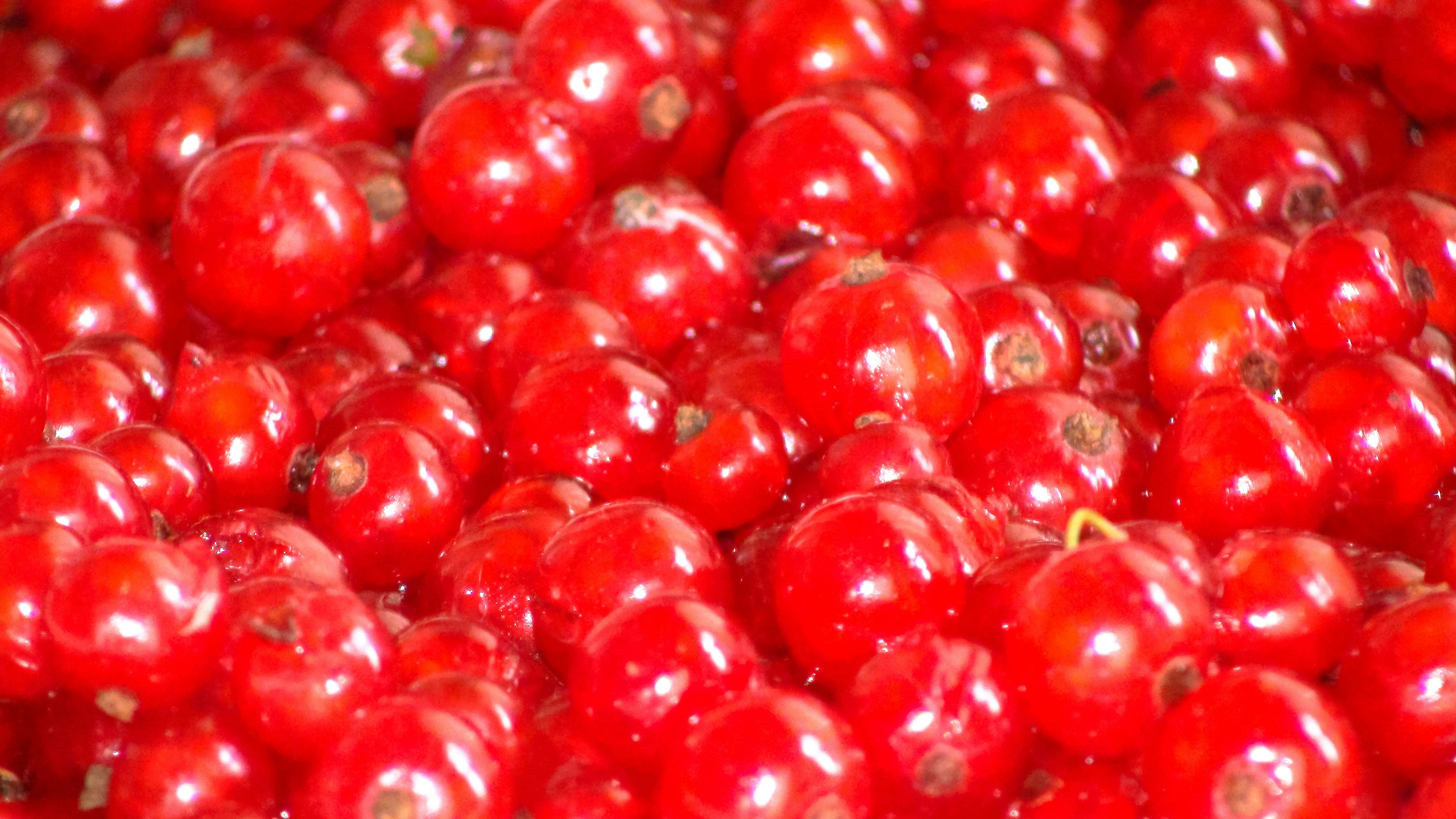 Free Unsplash photo from Elena Ilyinskaya