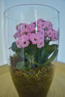 A glass vase contains a small plant with clusters of pink flowers and green leaves. The base of the vase is filled with soil and moss, creating a mini terrarium.