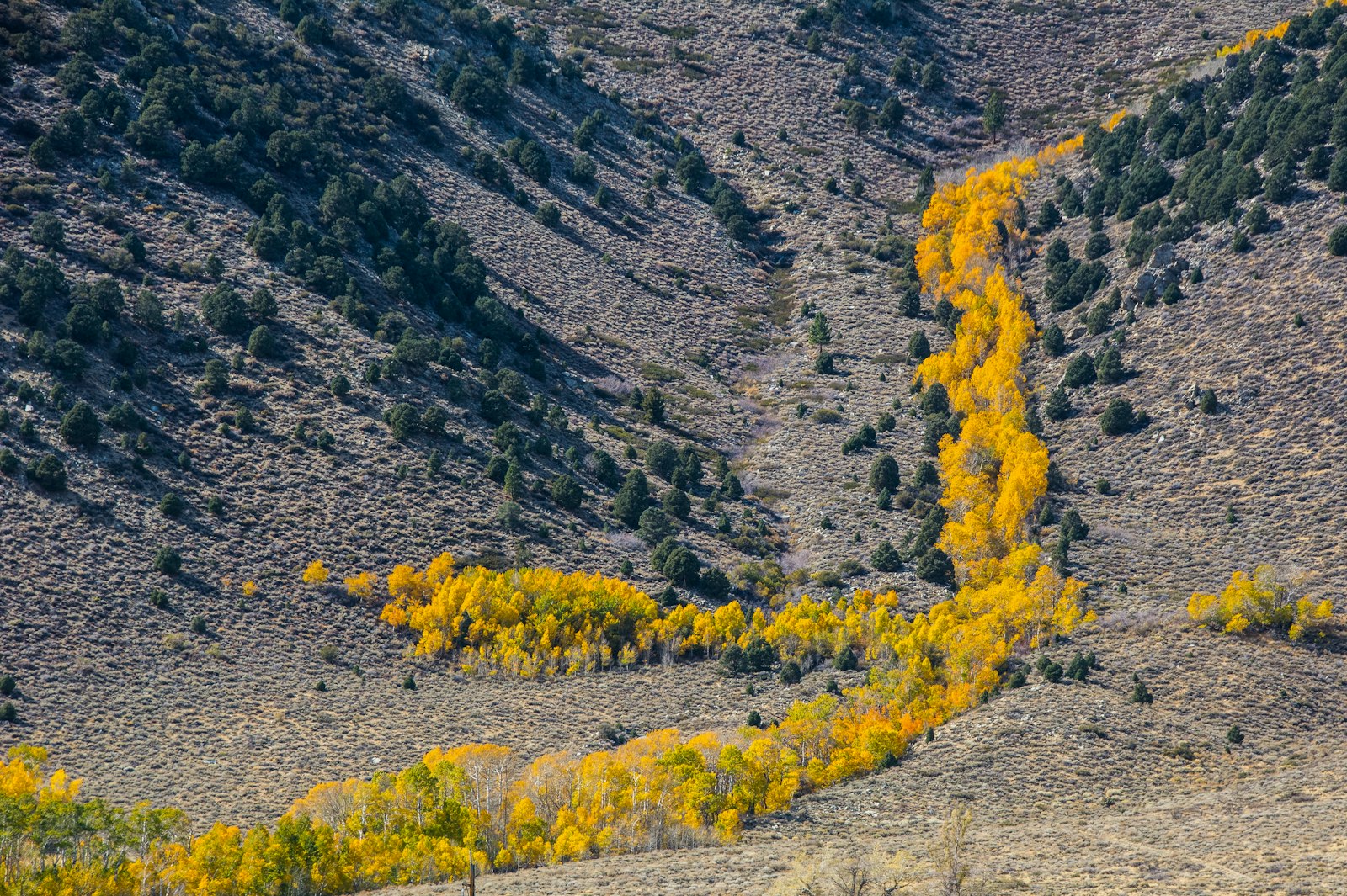 Sigma 18-250mm F3.5-6.3 DC Macro OS HSM sample photo. Aerial photo of trees photography