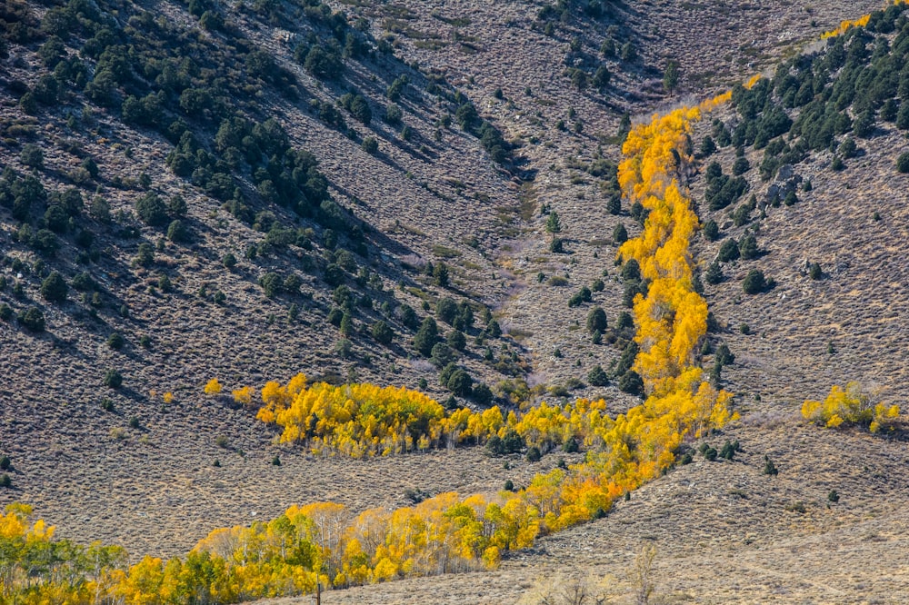 aerial photo of trees and mountain