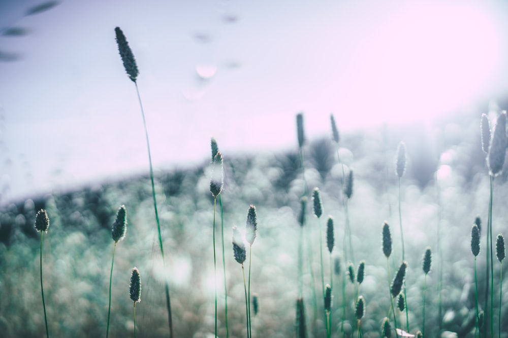 cat tail plant field