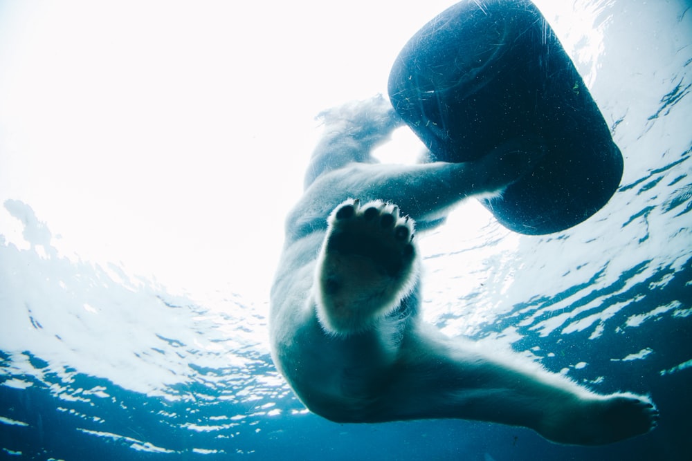 orso sullo specchio d'acqua