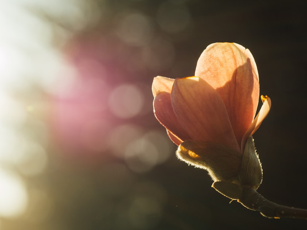 Foto de enfoque de flor de pétalos de naranja