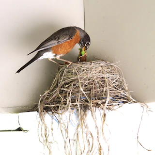 A mother bird feeding her chicks in a handmade nest box installed by our team.