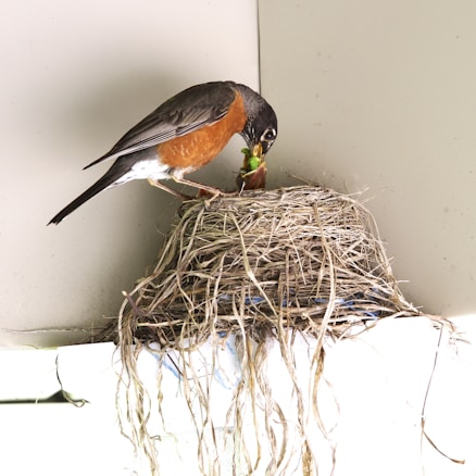 A bird with a reddish-brown chest and dark wings feeds its chicks in a nest made of twigs and grass. The nest is situated under a sheltered area, possibly a porch or overhang.