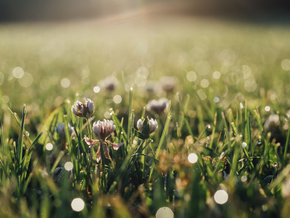 Fotografia de foco seletivo de flores de pétalas brancas florescendo sob o dia ensolarado