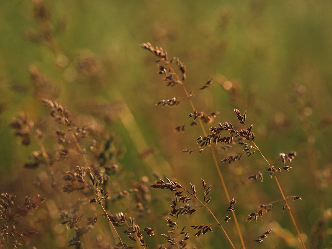 brown plants