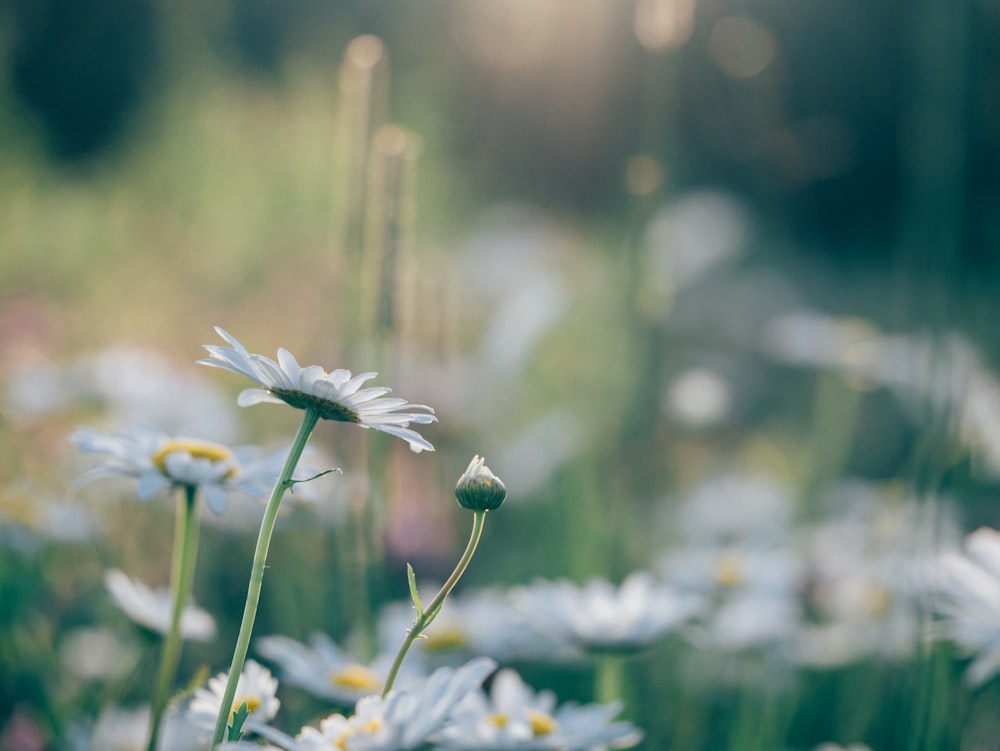 white daisy flowers