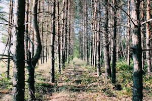 Pino Natural Premium