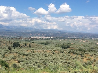 Sunlit fields of olive trees stretching across the Tunisian countryside.